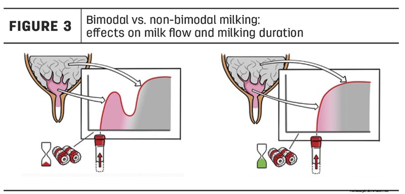 Understanding Bimodal Milking: Impact & Solutions for Dairy Farms
