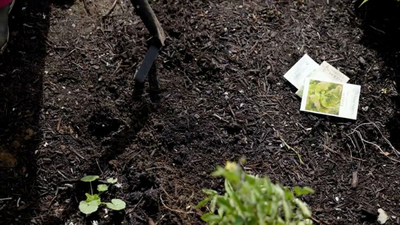 Succession Planting & Intercropping: Extend Your Harvest Season