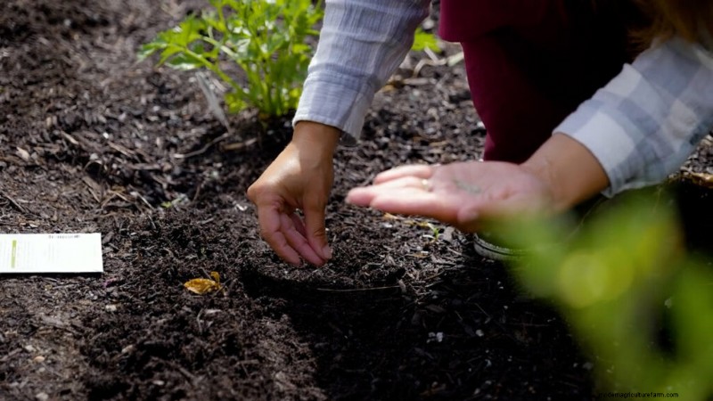 Succession Planting & Intercropping: Extend Your Harvest Season