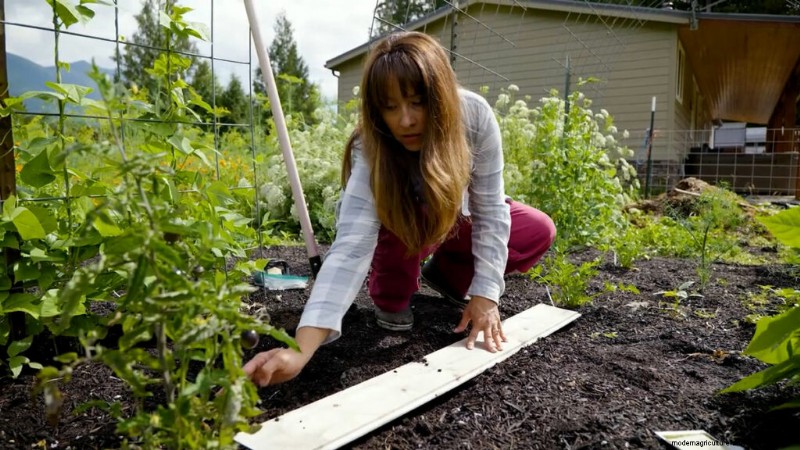 Succession Planting & Intercropping: Extend Your Harvest Season