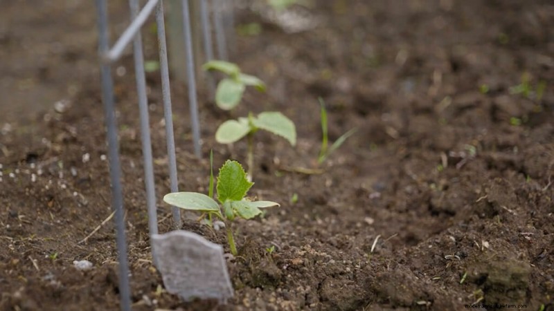 Succession Planting & Intercropping: Extend Your Harvest Season