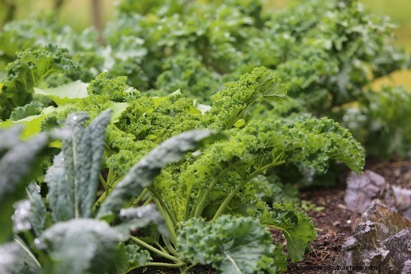 Succession Planting & Intercropping: Extend Your Harvest Season