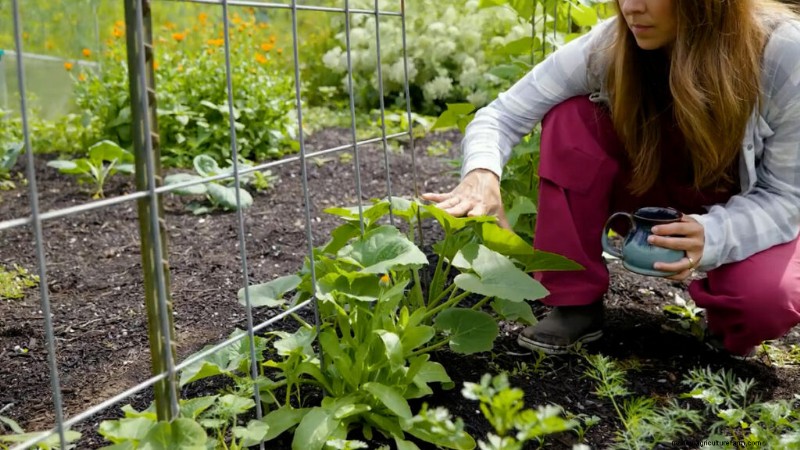 Succession Planting & Intercropping: Extend Your Harvest Season