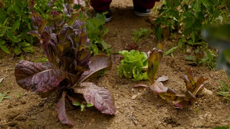 Succession Planting & Intercropping: Extend Your Harvest Season