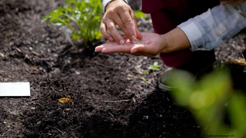Succession Planting & Intercropping: Extend Your Harvest Season