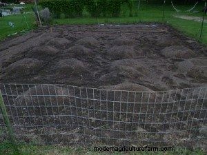 Grow Your Own: The Benefits & Costs of a Home Vegetable Garden