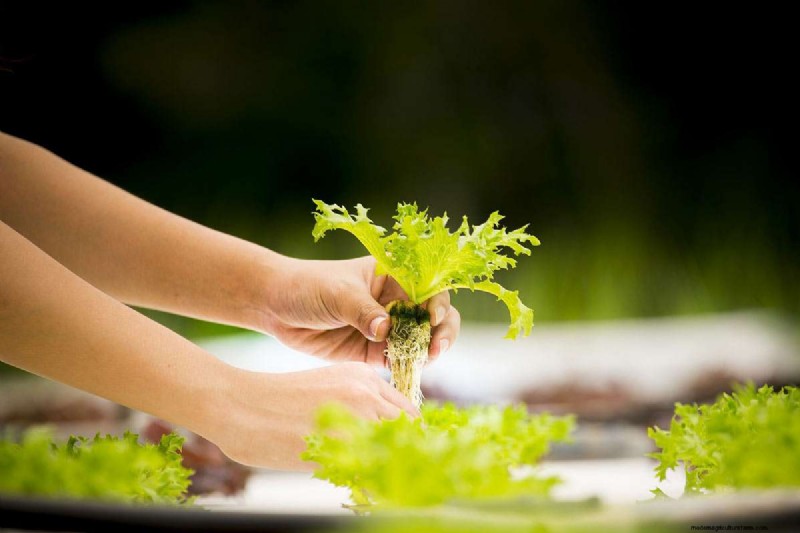 Hydroponic Gardens: Components, Benefits, and a Beginner’s DIY Guide