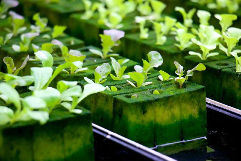 Hydroponic Gardens: Components, Benefits, and a Beginner’s DIY Guide
