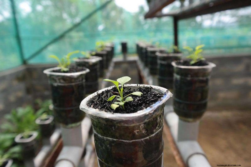 Hydroponic Gardens: Components, Benefits, and a Beginner’s DIY Guide