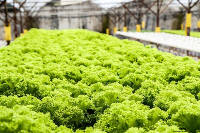 Hydroponic Gardens: Components, Benefits, and a Beginner’s DIY Guide