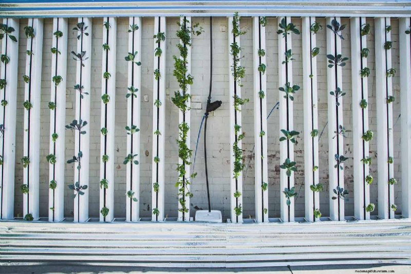 Hydroponic Gardens: Components, Benefits, and a Beginner’s DIY Guide