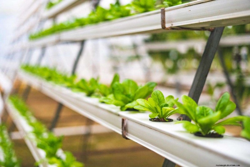 Hydroponic Gardens: Components, Benefits, and a Beginner’s DIY Guide