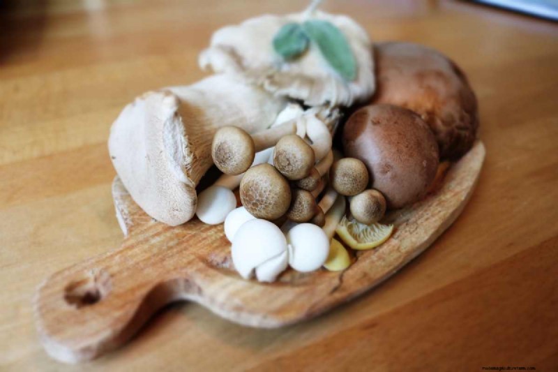 Expert Guide to Mushroom Grow Kits & DIY Tips for Fresh, Sustainable Harvest