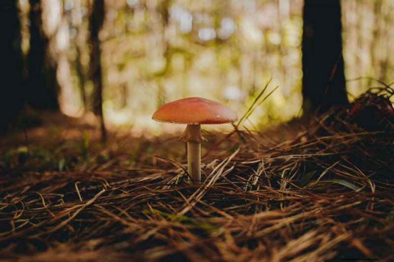 Expert Guide to Mushroom Grow Kits & DIY Tips for Fresh, Sustainable Harvest