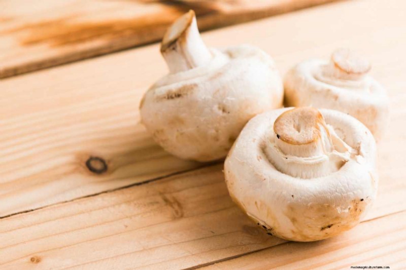 Expert Guide to Mushroom Grow Kits & DIY Tips for Fresh, Sustainable Harvest