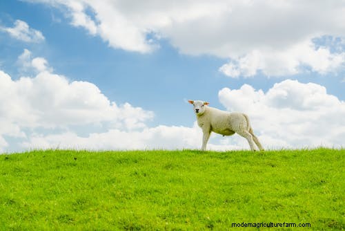 Agroforestry: Definition, Types, and Benefits for Sustainable Agriculture