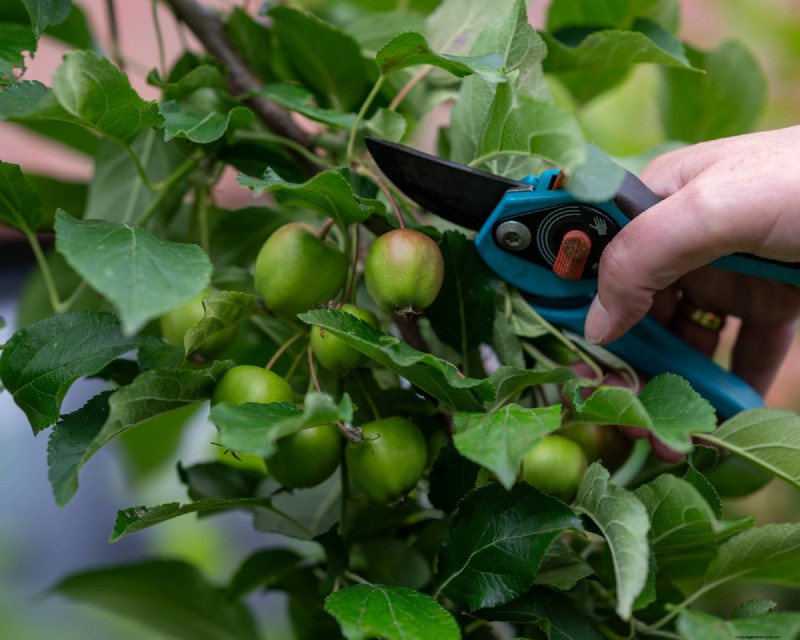 June Apple Tree Care: 6 Key Tasks to Boost Health and Yield
