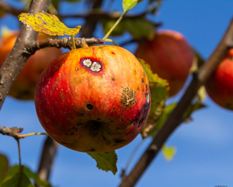 June Apple Tree Care: 6 Key Tasks to Boost Health and Yield