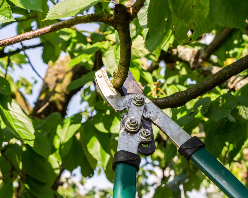 June Apple Tree Care: 6 Key Tasks to Boost Health and Yield