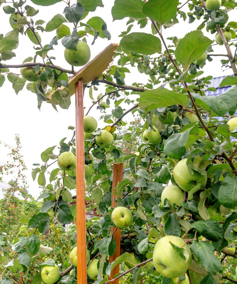 June Apple Tree Care: 6 Key Tasks to Boost Health and Yield