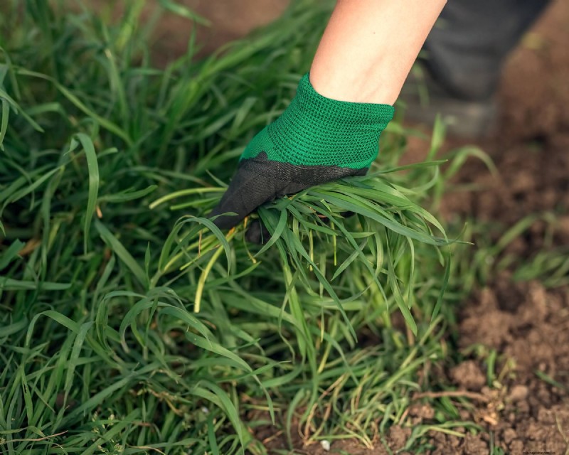 May Apple Tree Care: 5 Essential Tasks for a Healthy, Bountiful Harvest