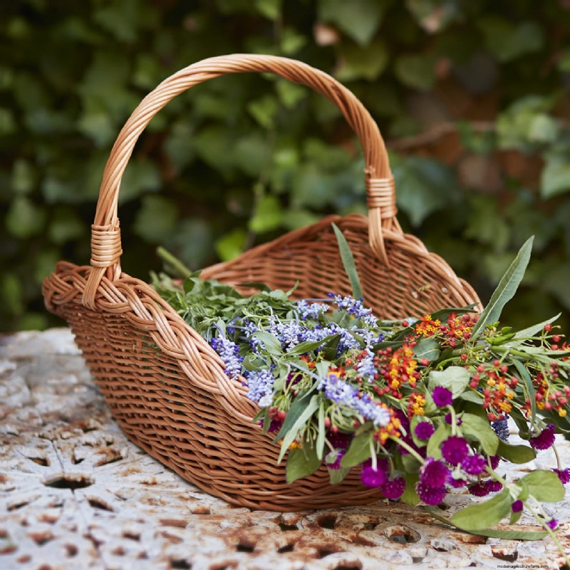 May Apple Tree Care: 5 Essential Tasks for a Healthy, Bountiful Harvest