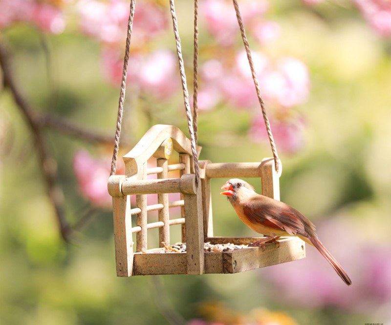 Prime Day Savings: Premium Feeders, Baths & Birdhouses for Your Backyard Birds