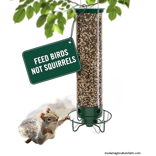 Prime Day Savings: Premium Feeders, Baths & Birdhouses for Your Backyard Birds