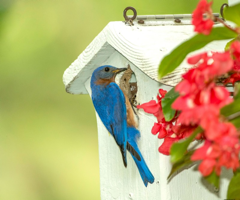 Prime Day Savings: Premium Feeders, Baths & Birdhouses for Your Backyard Birds