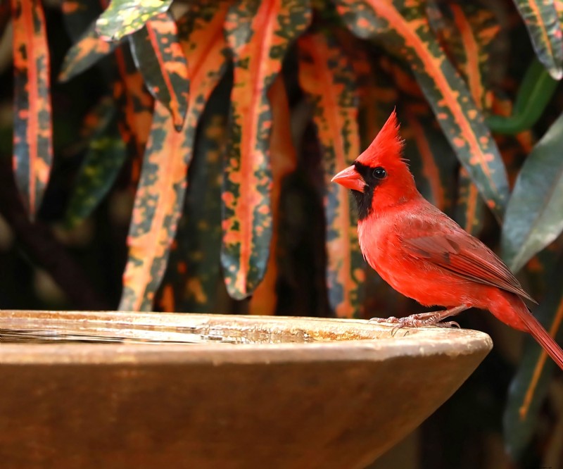 Prime Day Savings: Premium Feeders, Baths & Birdhouses for Your Backyard Birds