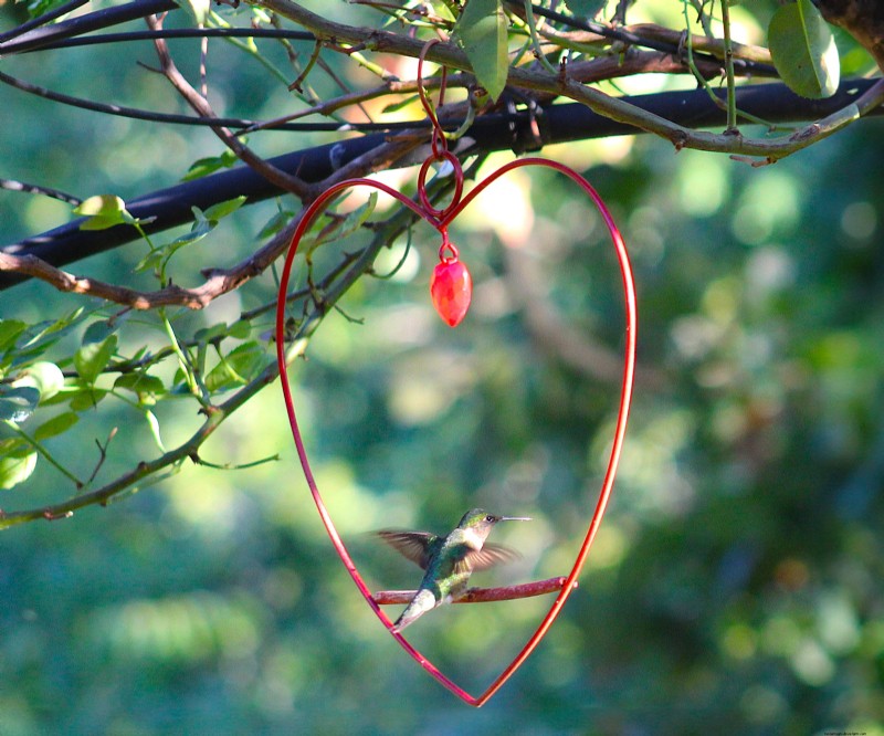 Prime Day Savings: Premium Feeders, Baths & Birdhouses for Your Backyard Birds
