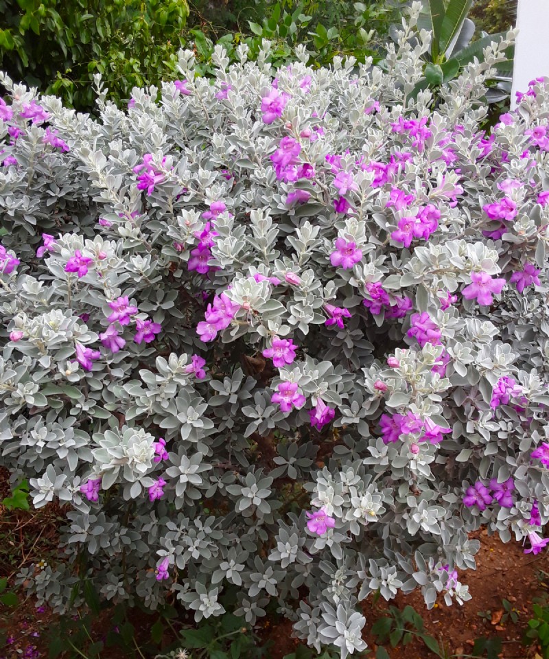 6 Heat‑Tolerant Shrubs That Keep Your Garden Lush & Colorful All Summer, Even in Extreme Heat