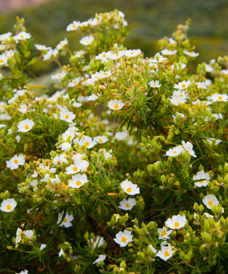 6 Heat‑Tolerant Shrubs That Keep Your Garden Lush & Colorful All Summer, Even in Extreme Heat