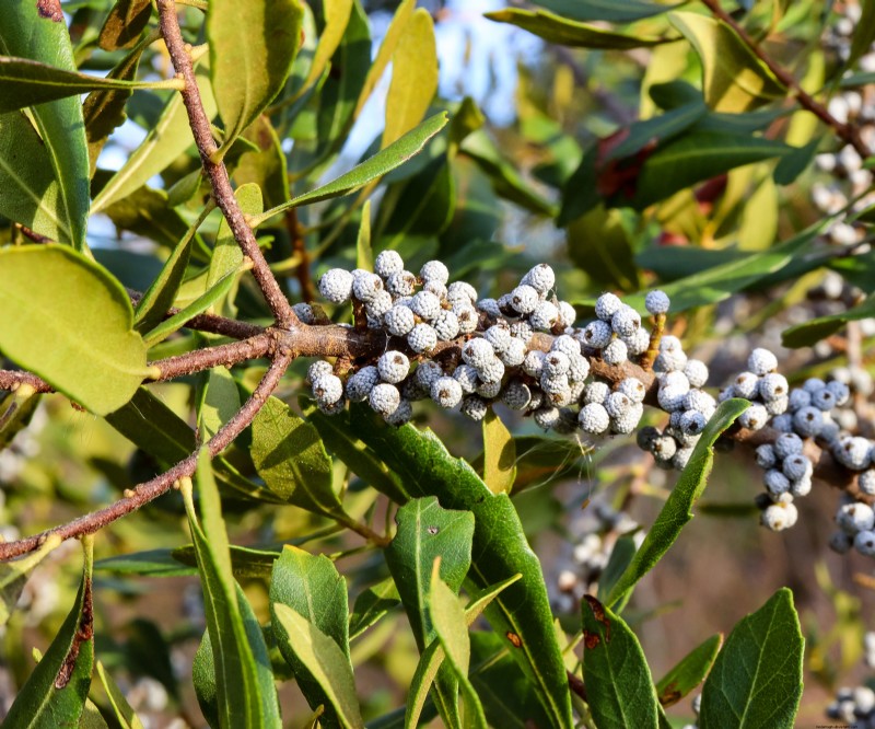 6 Heat‑Tolerant Shrubs That Keep Your Garden Lush & Colorful All Summer, Even in Extreme Heat