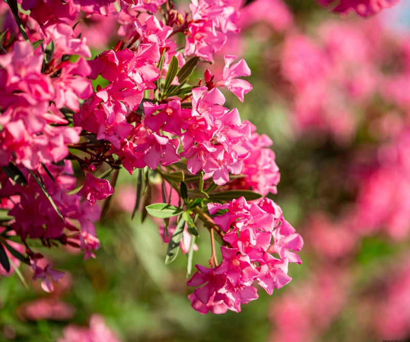 6 Heat‑Tolerant Shrubs That Keep Your Garden Lush & Colorful All Summer, Even in Extreme Heat