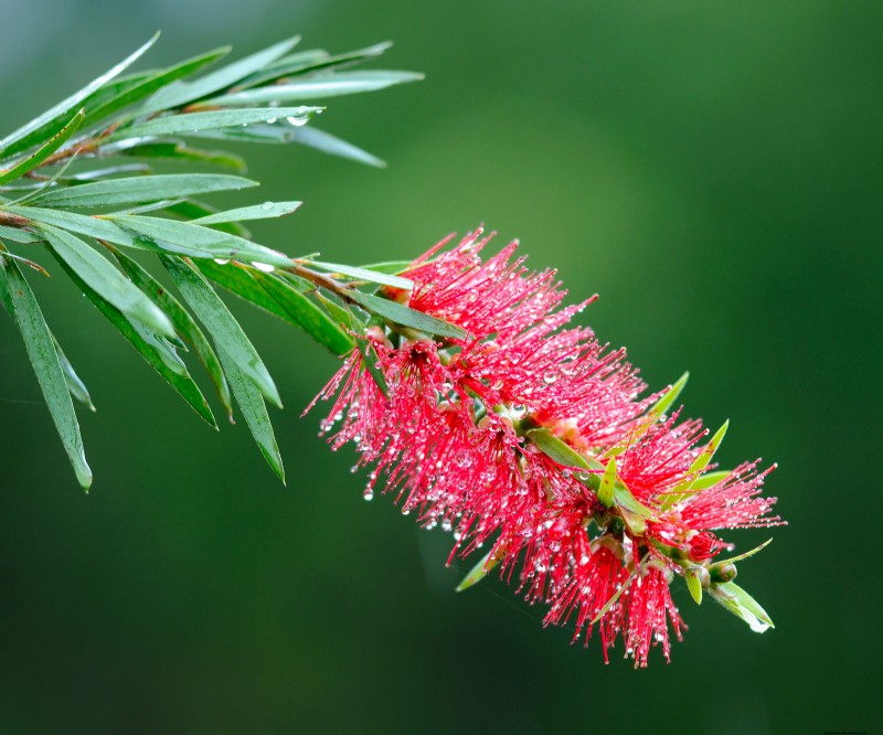 6 Heat‑Tolerant Shrubs That Keep Your Garden Lush & Colorful All Summer, Even in Extreme Heat