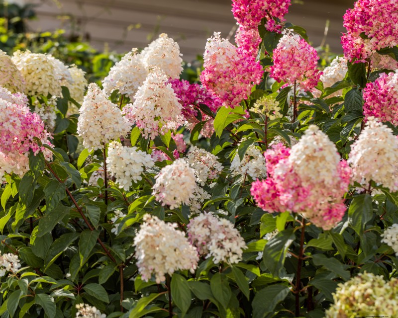 6 Heat‑Tolerant Shrubs That Keep Your Garden Lush & Colorful All Summer, Even in Extreme Heat