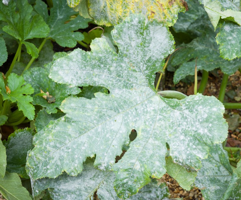 Baking Soda: A Quick, Low‑Cost Spray to Stop Powdery Mildew in Your Garden