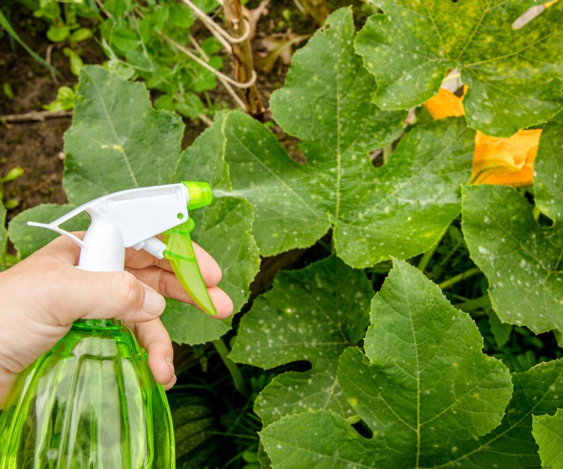 Baking Soda: A Quick, Low‑Cost Spray to Stop Powdery Mildew in Your Garden