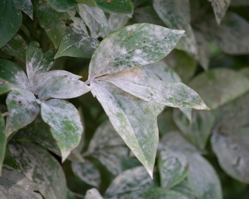 Baking Soda: A Quick, Low‑Cost Spray to Stop Powdery Mildew in Your Garden