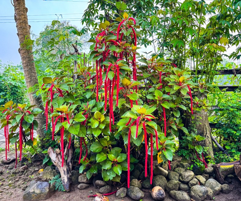 7 Ancient Grains That Double as Stunning Border Plants – Beauty Meets Nutrition