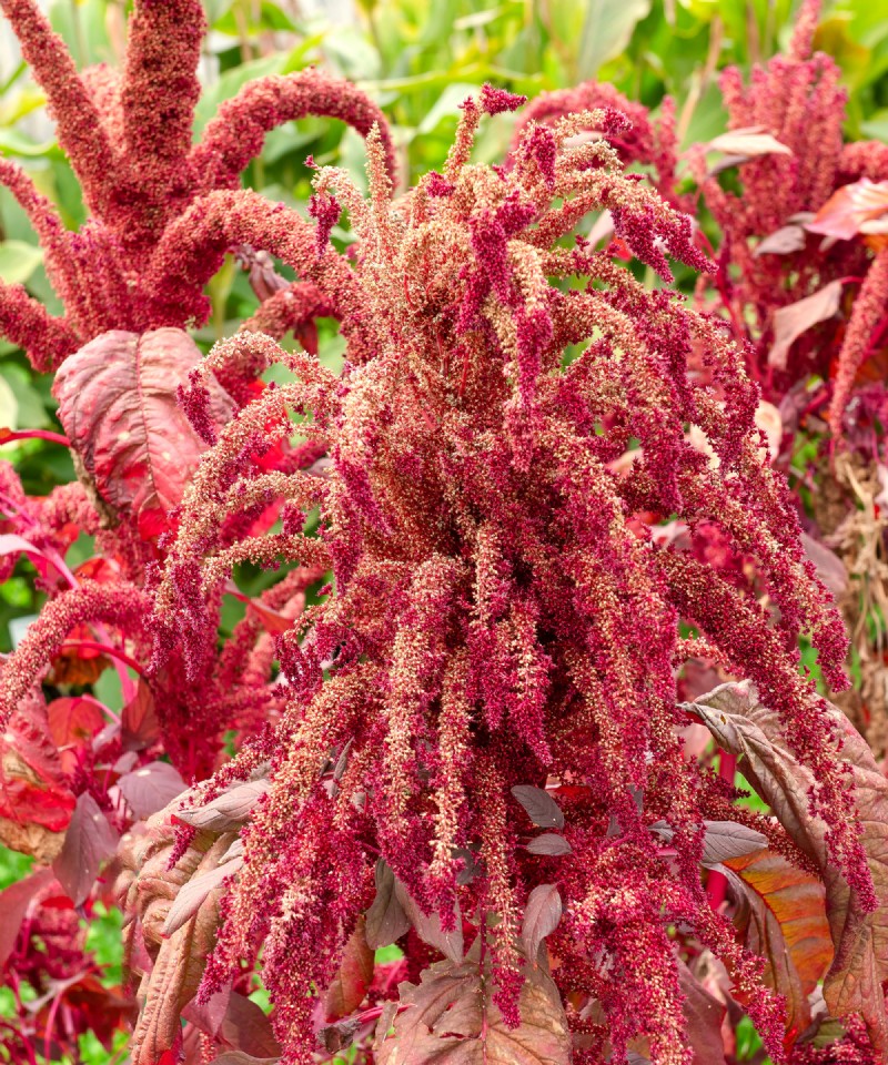 7 Ancient Grains That Double as Stunning Border Plants – Beauty Meets Nutrition
