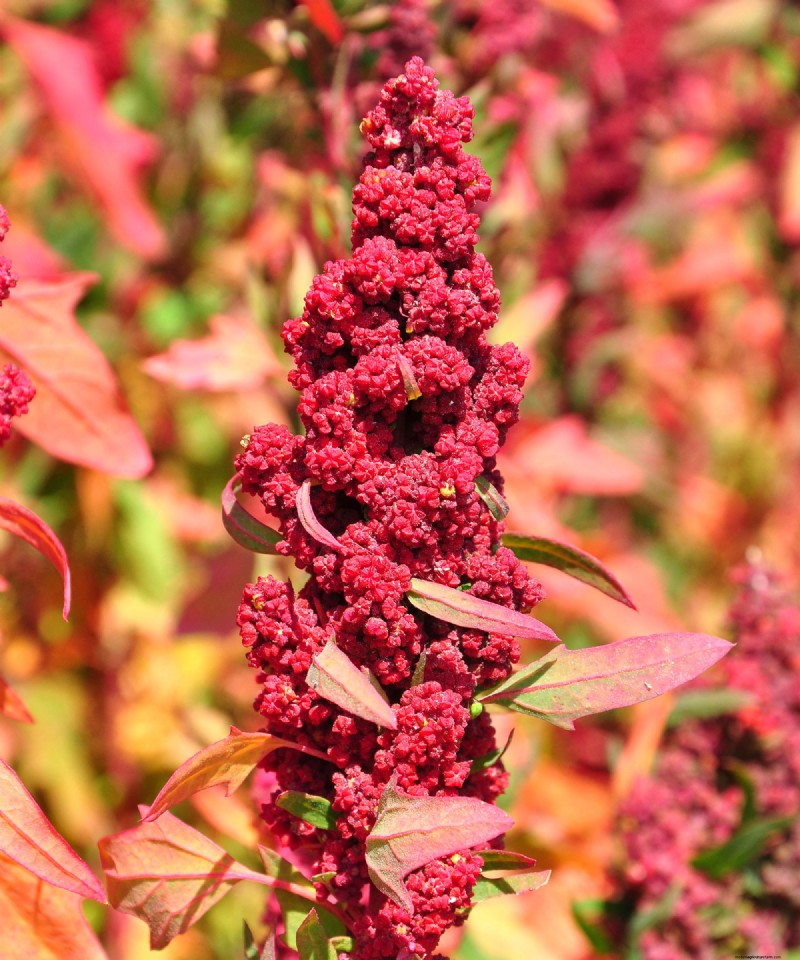 7 Ancient Grains That Double as Stunning Border Plants – Beauty Meets Nutrition