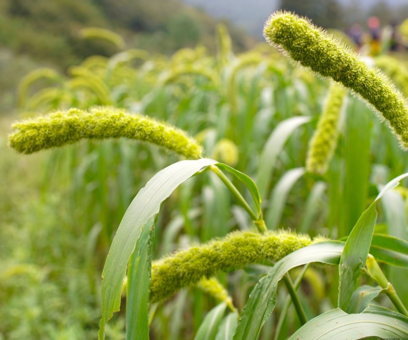 7 Ancient Grains That Double as Stunning Border Plants – Beauty Meets Nutrition