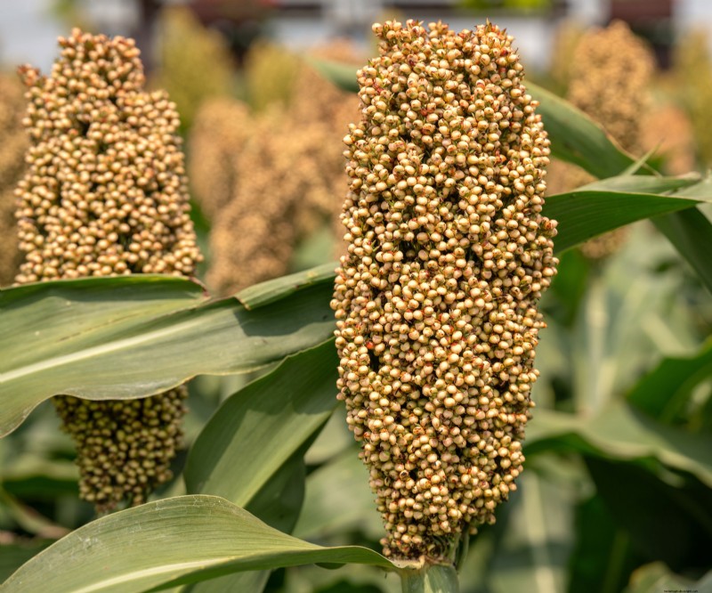 7 Ancient Grains That Double as Stunning Border Plants – Beauty Meets Nutrition