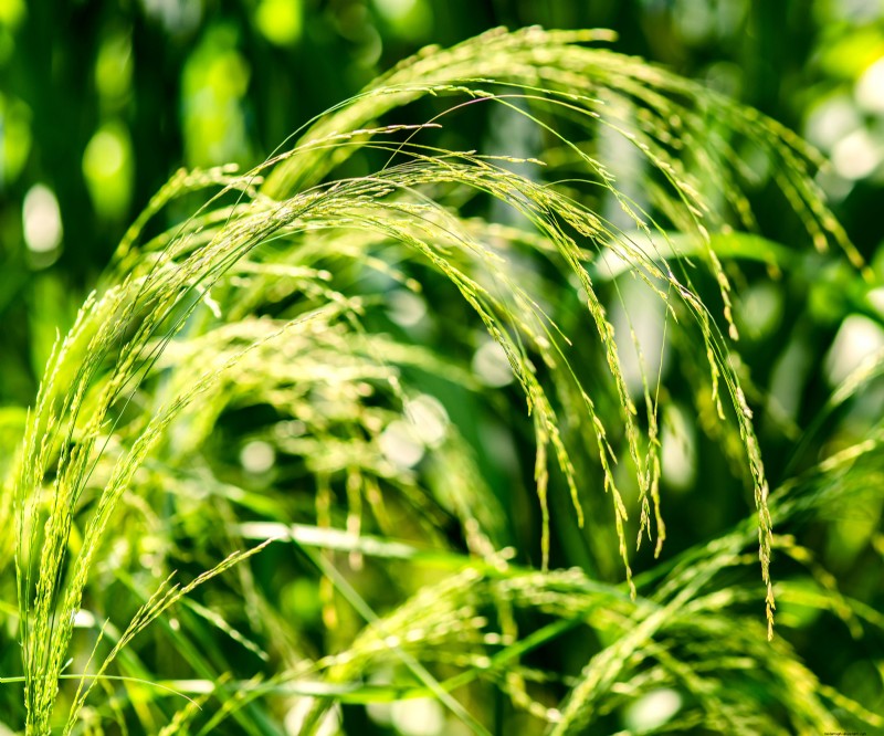 7 Ancient Grains That Double as Stunning Border Plants – Beauty Meets Nutrition