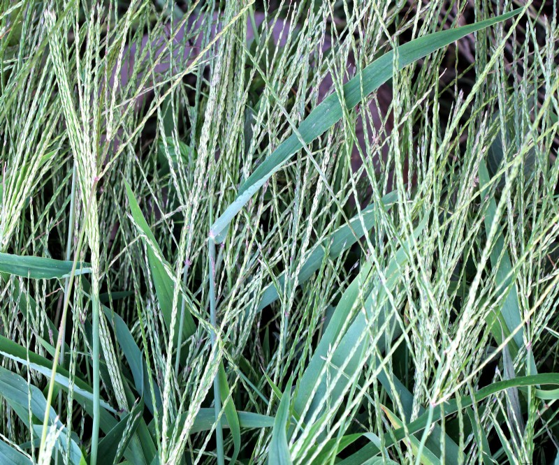 7 Ancient Grains That Double as Stunning Border Plants – Beauty Meets Nutrition