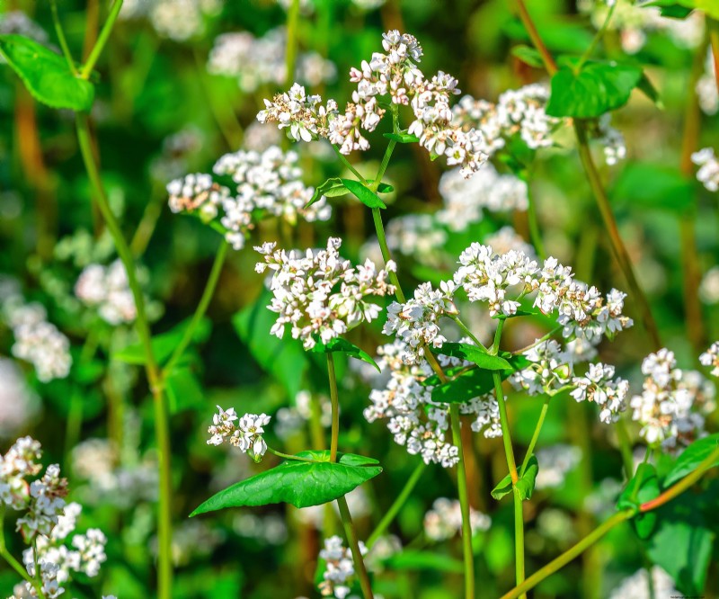 7 Ancient Grains That Double as Stunning Border Plants – Beauty Meets Nutrition