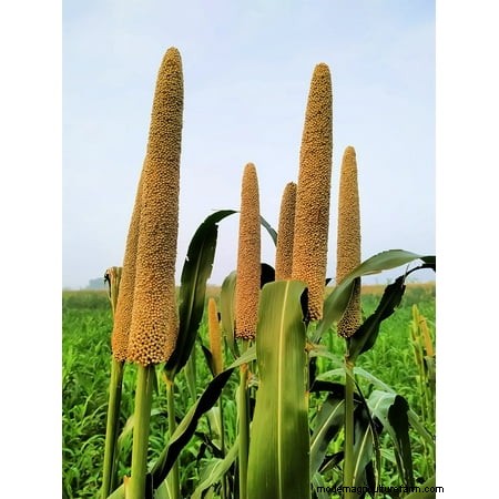 7 Ancient Grains That Double as Stunning Border Plants – Beauty Meets Nutrition