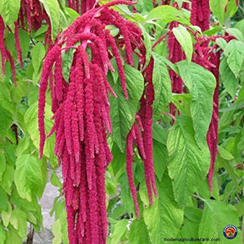 7 Ancient Grains That Double as Stunning Border Plants – Beauty Meets Nutrition